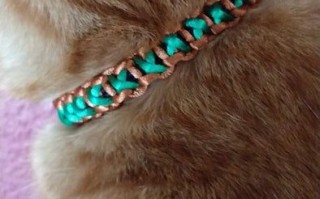 手工制作猫咪项圈教程，弹性安全设计DIY