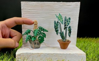 陶土制作微型室内植物教程-复刻龟背竹海芋步骤