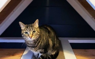 超酷DIY终极猫咪公寓制作教程，带抓板和猫砂盒收纳