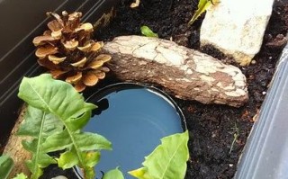 低成本自制蜗牛小屋教程，教孩子动手打造宠物蜗牛的家