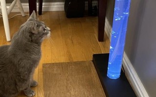 低成本DIY宠物泡泡塔，猫咪爱不释手的自动泡泡装置