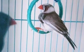 废旧材料手工制作鸟用秋千和营养零食教程