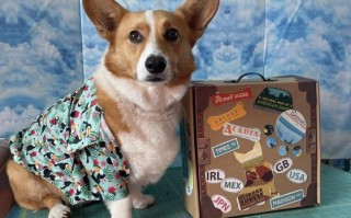 狗狗旅行安静玩具DIY，复古行李箱手工制作全攻略