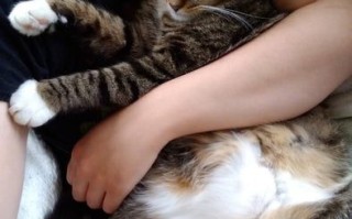 如何哄猫咪抱抱并一起入睡的14个贴心技巧