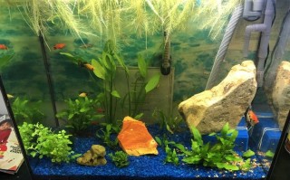 打造低成本自循环水族生态缸，38升鱼缸也能养虾种植物