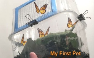 低成本养孩子的第一个宠物：毛毛虫变蝴蝶全记录
