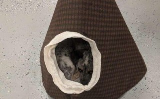 手工制作宠物帐篷窝教程，简单易学的DIY方法
