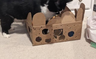 零成本自制猫咪益智玩具，轻松打发猫咪时间