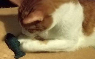 零成本旧衣改造：用牛仔裤做猫咪鱼形玩具教程
