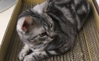 低成本DIY猫咪抓板教程，主子超爱
