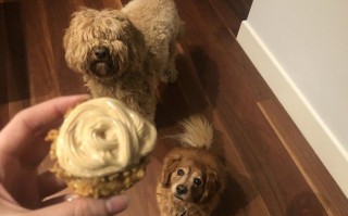 狗狗生日蛋糕手工制作教程，健康又美味的宠物小点心