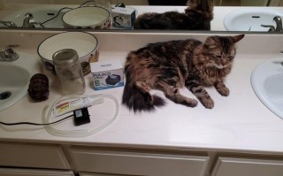 猫咪爱喝流动水？教你自制宠物饮水机