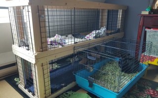 低成本双层兔窝DIY教程，带坡道和可拆卸栅格