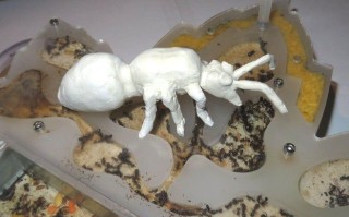 DIY巨型黏土蚂蚁模型制作教程