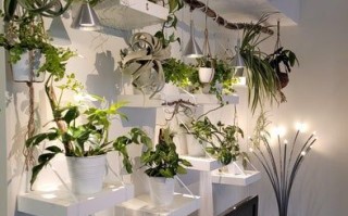 低成本打造室内植物展示墙教程