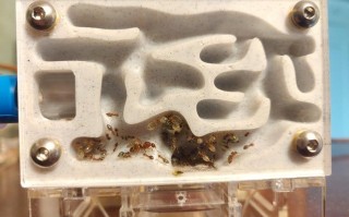 自制高质量蚁巢完整指南