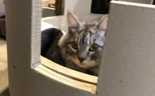 用废纸筒给猫咪搭建迷你城堡，低成本又暖心的宠物屋DIY