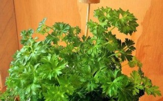 简单制作厨房香草标签教程