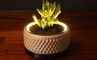 DIY灯光花盆教程：给绿植加个LED小夜灯