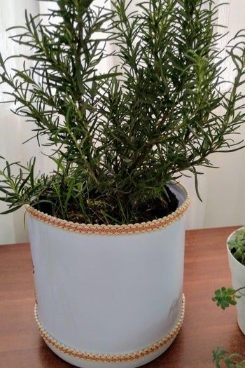 旧瓶变花盆:环保手工DIY教程-第23张图片-趣作屋 旧瓶变花盆:环保手工DIY教程-第23张图片-趣作屋