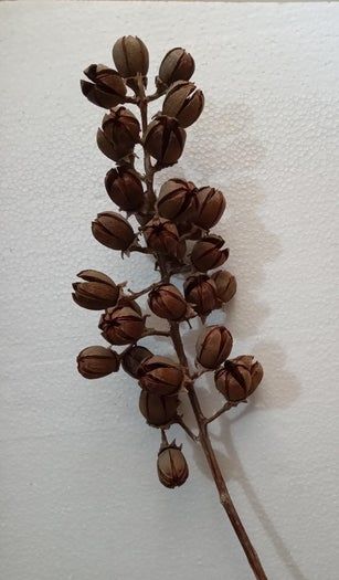 用Tamhan果实手工制作彩色人造花教程-第3张图片-趣作屋 用Tamhan果实手工制作彩色人造花教程-第3张图片-趣作屋