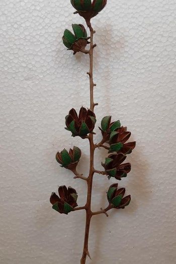 用Tamhan果实手工制作彩色人造花教程-第7张图片-趣作屋 用Tamhan果实手工制作彩色人造花教程-第7张图片-趣作屋