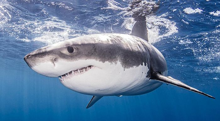 用炭笔画鲨鱼，致敬海洋守护者的艺术之旅-第3张图片-趣作屋