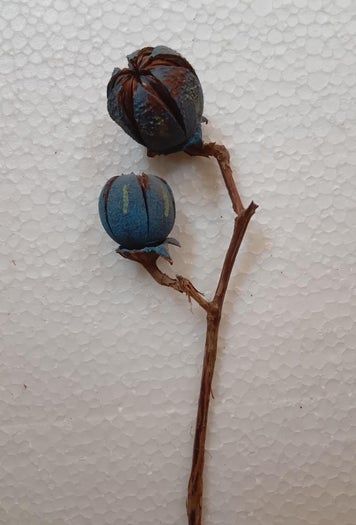 用Tamhan果实手工制作彩色人造花教程-第6张图片-趣作屋 用Tamhan果实手工制作彩色人造花教程-第6张图片-趣作屋