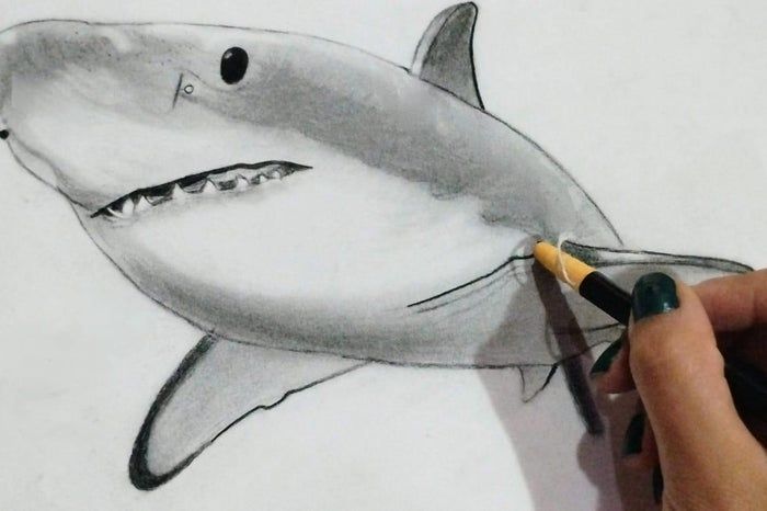 用炭笔画鲨鱼，致敬海洋守护者的艺术之旅-第20张图片-趣作屋