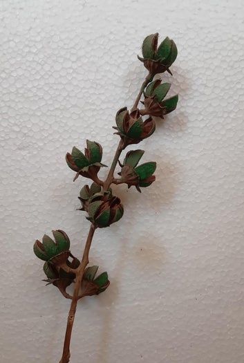 用Tamhan果实手工制作彩色人造花教程-第8张图片-趣作屋 用Tamhan果实手工制作彩色人造花教程-第8张图片-趣作屋