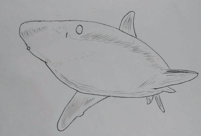 用炭笔画鲨鱼，致敬海洋守护者的艺术之旅-第13张图片-趣作屋