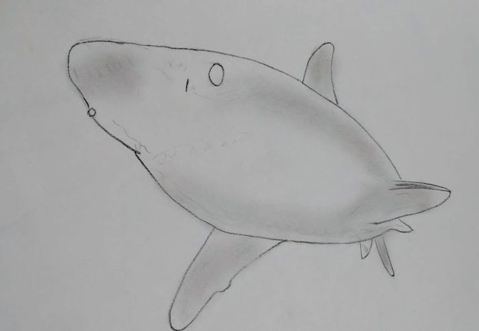 用炭笔画鲨鱼，致敬海洋守护者的艺术之旅-第16张图片-趣作屋