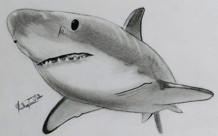 用炭笔画鲨鱼，致敬海洋守护者的艺术之旅-第22张图片-趣作屋