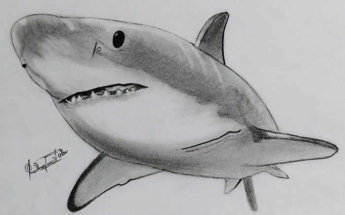 用炭笔画鲨鱼，致敬海洋守护者的艺术之旅-第1张图片-趣作屋
