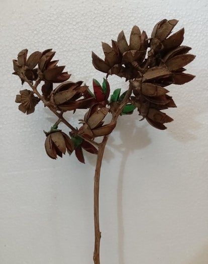 用Tamhan果实手工制作彩色人造花教程-第4张图片-趣作屋 用Tamhan果实手工制作彩色人造花教程-第4张图片-趣作屋