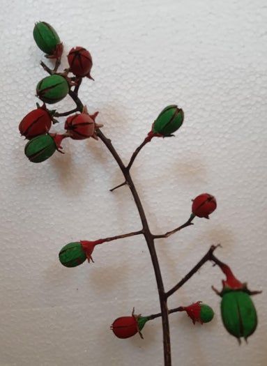 用Tamhan果实手工制作彩色人造花教程-第9张图片-趣作屋 用Tamhan果实手工制作彩色人造花教程-第9张图片-趣作屋