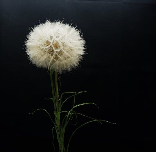 亲手制作蒲公英贺卡，环保又暖心的手工教程-第8张图片-趣作屋