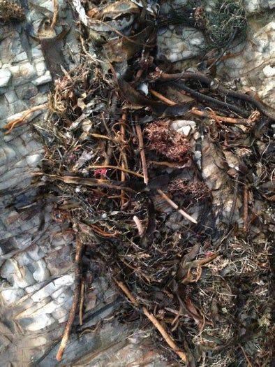 用海藻做艺术！低成本制作海洋标本的创意手工教程-第3张图片-趣作屋