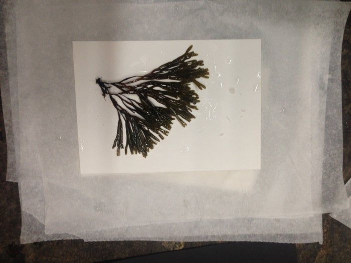 用海藻做艺术！低成本制作海洋标本的创意手工教程-第5张图片-趣作屋