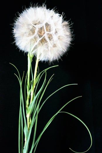 亲手制作蒲公英贺卡，环保又暖心的手工教程-第9张图片-趣作屋