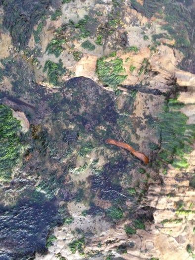 用海藻做艺术！低成本制作海洋标本的创意手工教程-第2张图片-趣作屋