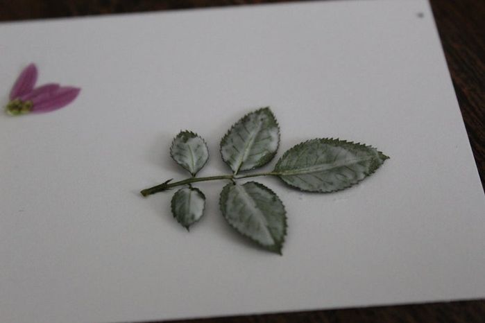 手工压花卡片制作教程,母亲节创意礼物推荐-第14张图片-趣作屋 手工压花卡片制作教程,母亲节创意礼物推荐-第14张图片-趣作屋