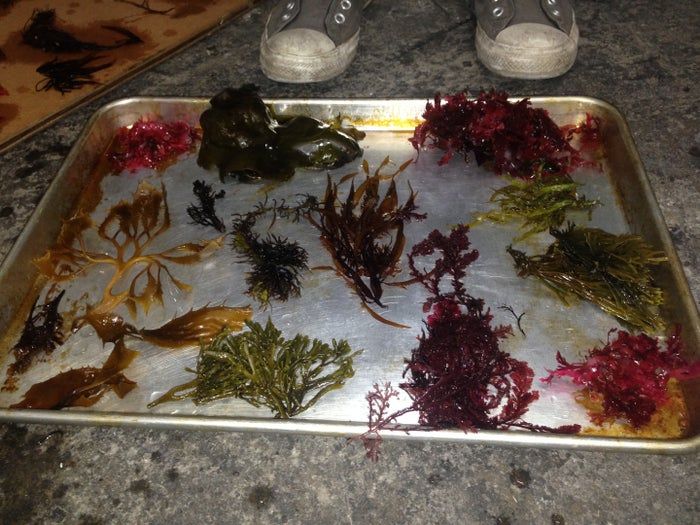 用海藻做艺术！低成本制作海洋标本的创意手工教程-第4张图片-趣作屋