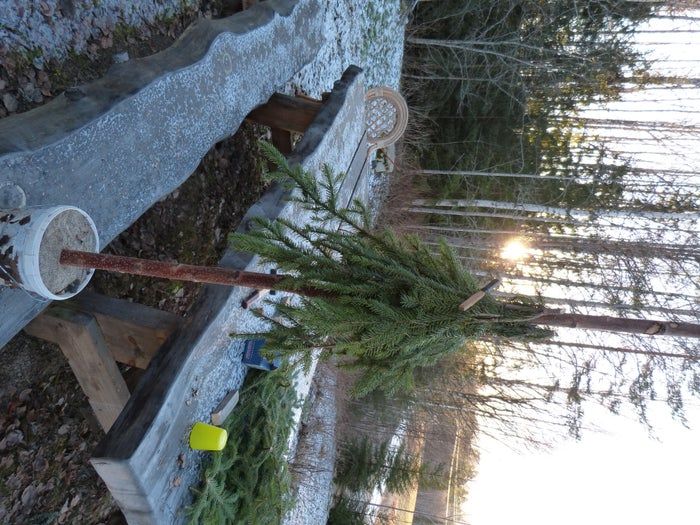 简易环保风圣诞树与挂饰DIY教程-第11张图片-趣作屋 简易环保风圣诞树与挂饰DIY教程-第11张图片-趣作屋