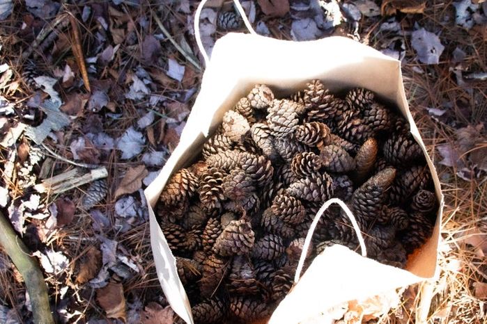城市居民也能做的趣味松果花环手工教程-第3张图片-趣作屋