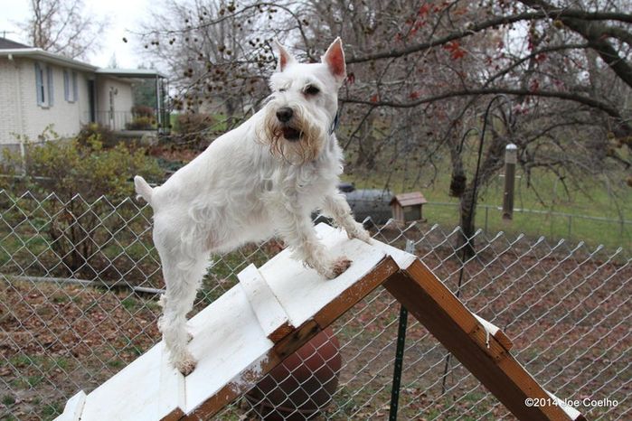 DIY激光雕刻木质圣诞狗狗装饰教程-第2张图片-趣作屋