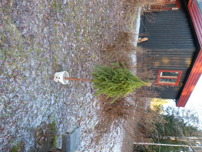 简易环保风圣诞树与挂饰DIY教程-第18张图片-趣作屋 简易环保风圣诞树与挂饰DIY教程-第18张图片-趣作屋