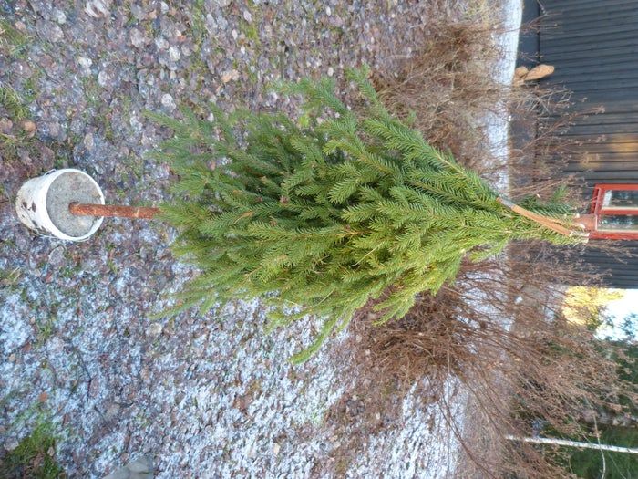 简易环保风圣诞树与挂饰DIY教程-第17张图片-趣作屋 简易环保风圣诞树与挂饰DIY教程-第17张图片-趣作屋