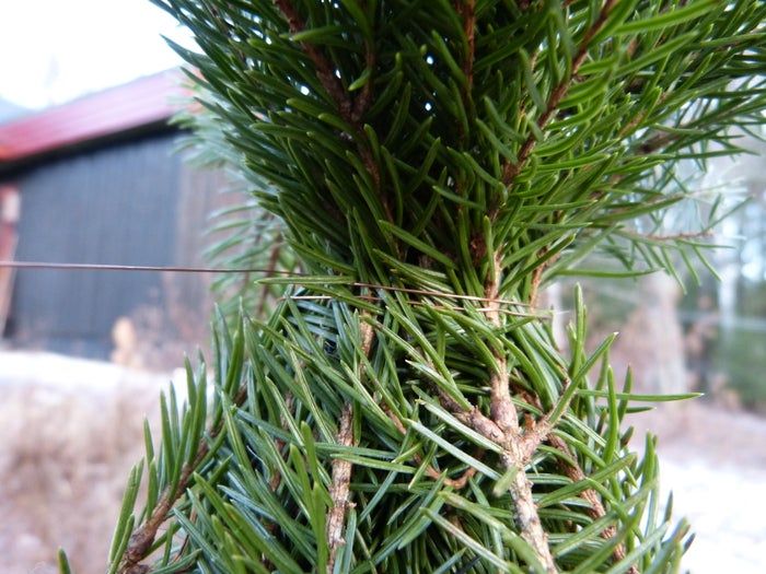 简易环保风圣诞树与挂饰DIY教程-第23张图片-趣作屋 简易环保风圣诞树与挂饰DIY教程-第23张图片-趣作屋