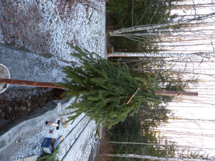 简易环保风圣诞树与挂饰DIY教程-第13张图片-趣作屋 简易环保风圣诞树与挂饰DIY教程-第13张图片-趣作屋